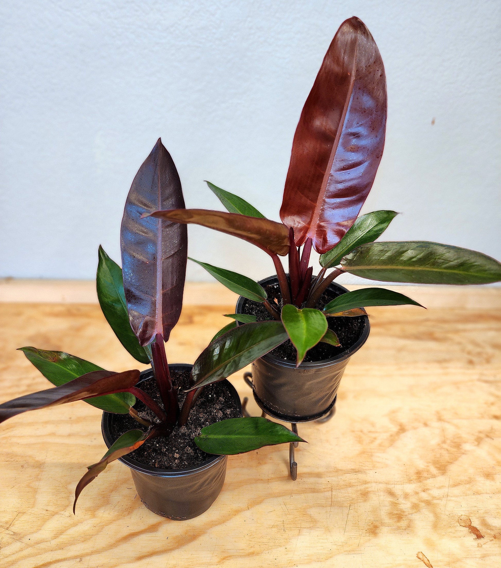red black philodendron Philodendron selloum 'Sun Red' (Sun Red Philodendron) – Nature's Gems