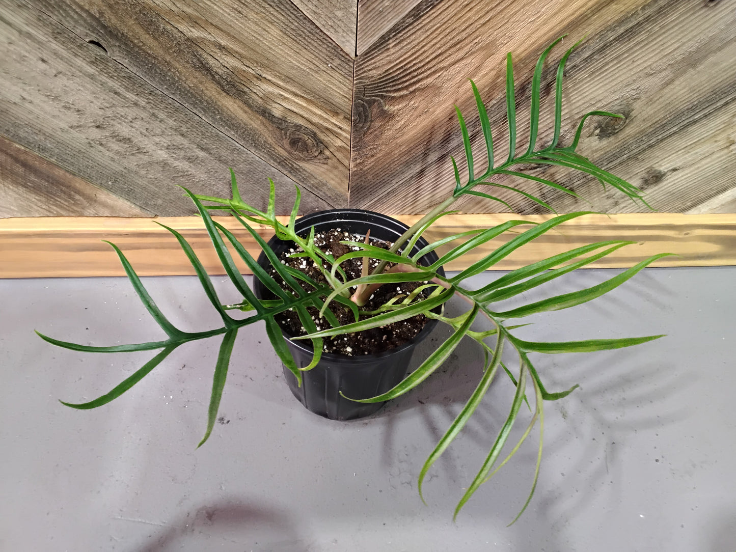 Philodendron Tortum