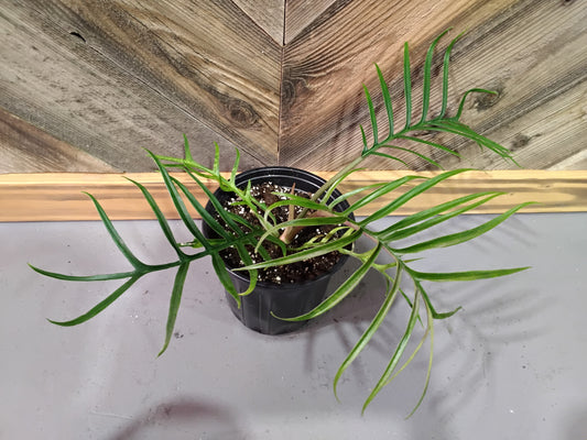 Philodendron Tortum