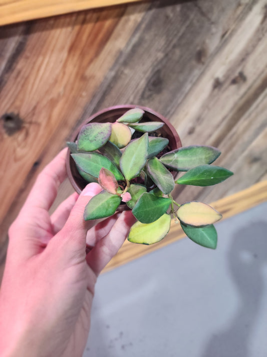 Hoya sp. aff. burtoniae (Sea Stones Hoya)
