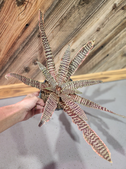 Cryptanthus 'Elaine' (Earth Star)