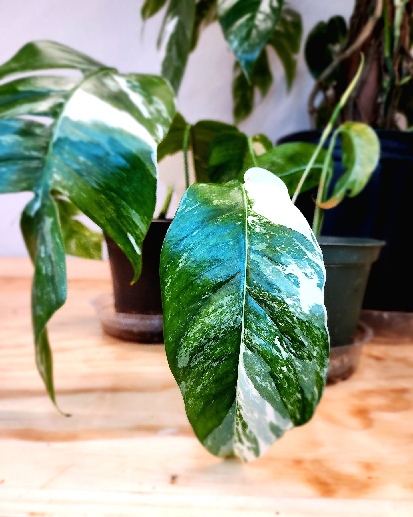 Epipremnum Pinnatum Albo Variegata (Variegated Dragon-Tail Plant)