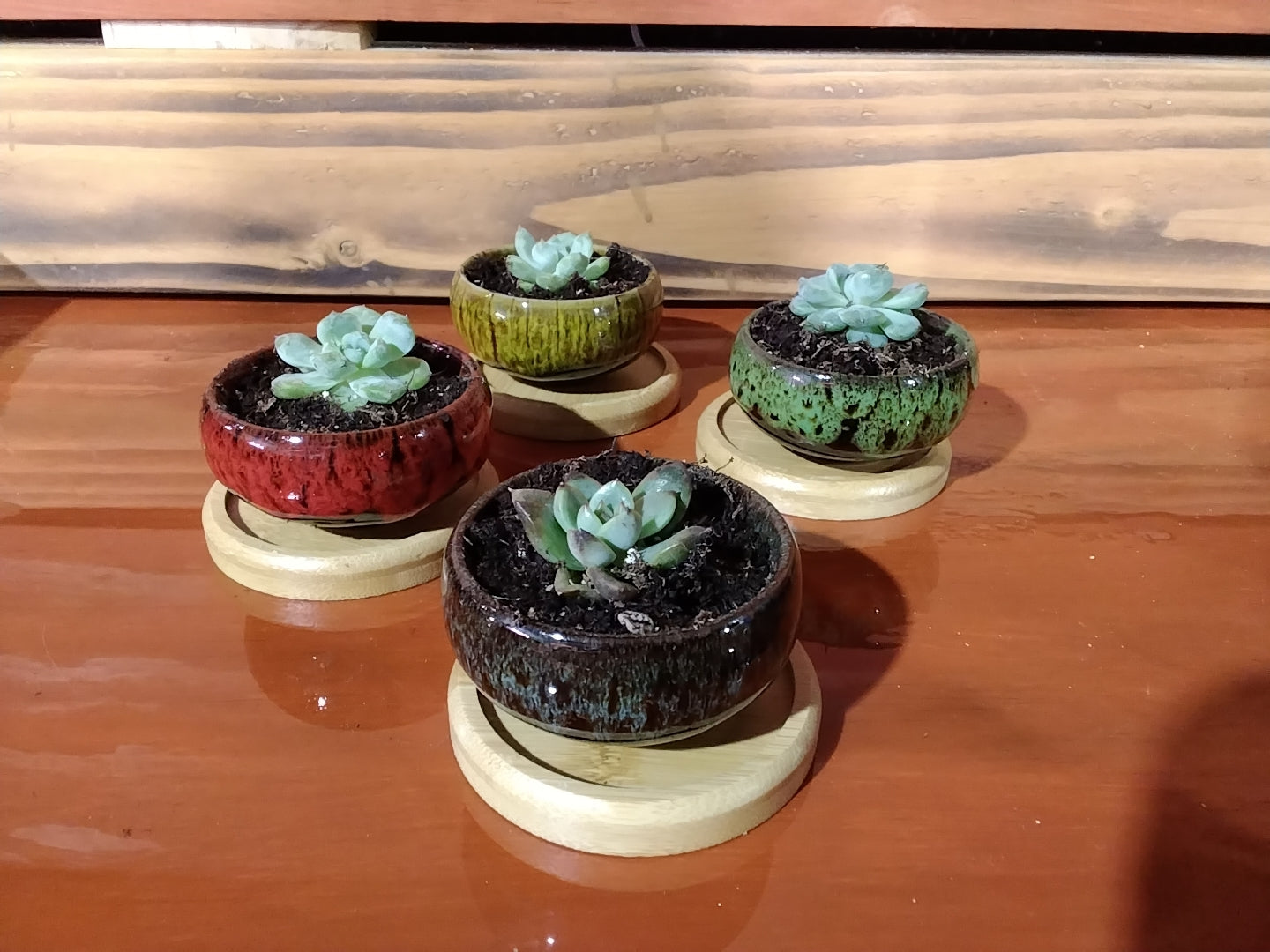 Small Succulent Pot (with succulent)