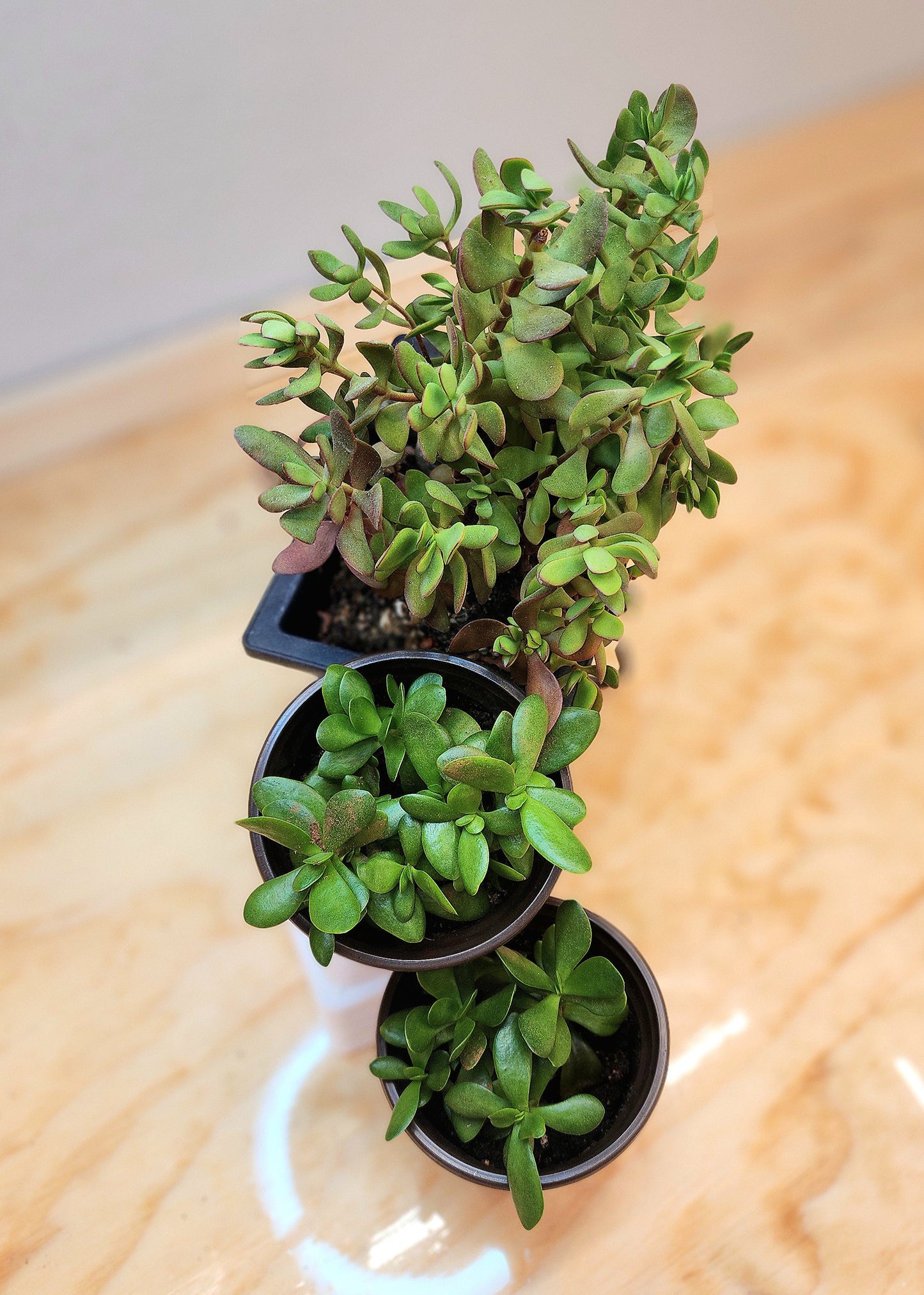 Crassula Ovata (Jade Plant)