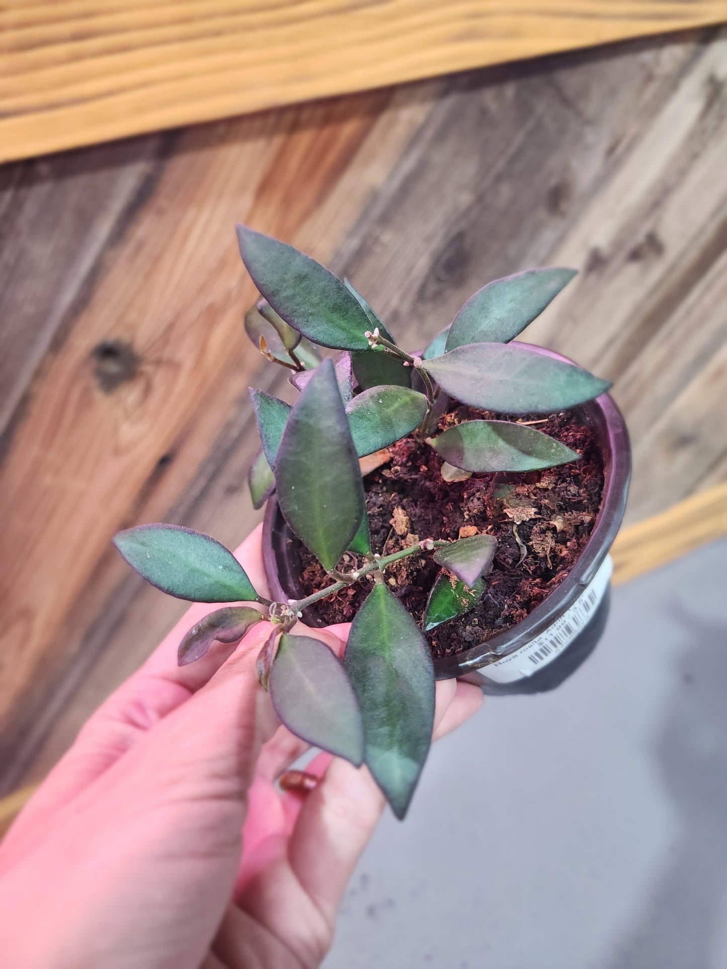 Hoya rosita 'Adrift' ( Hoya Airdrift)