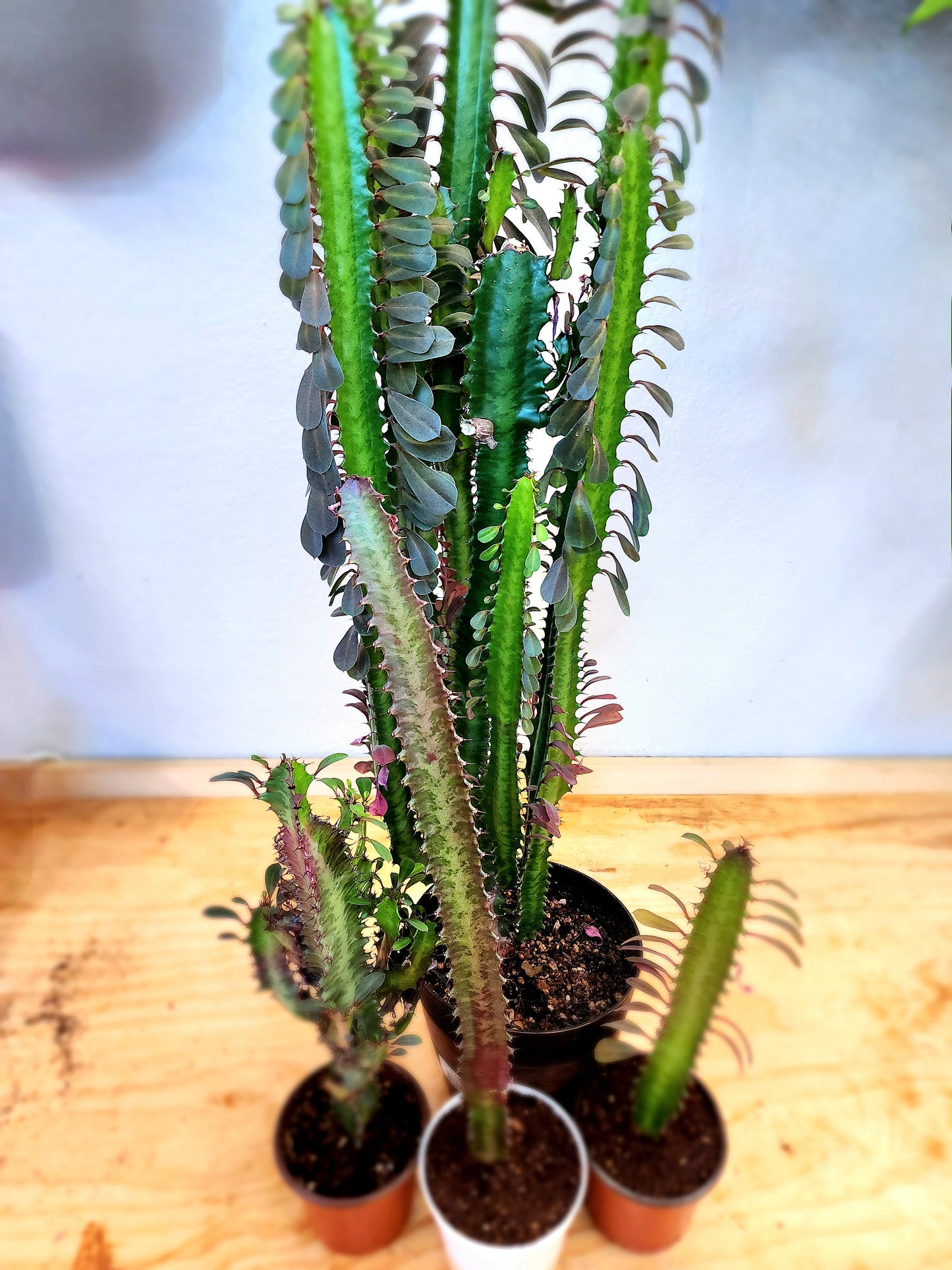 Euphorbia Trigona (African Milk Tree)