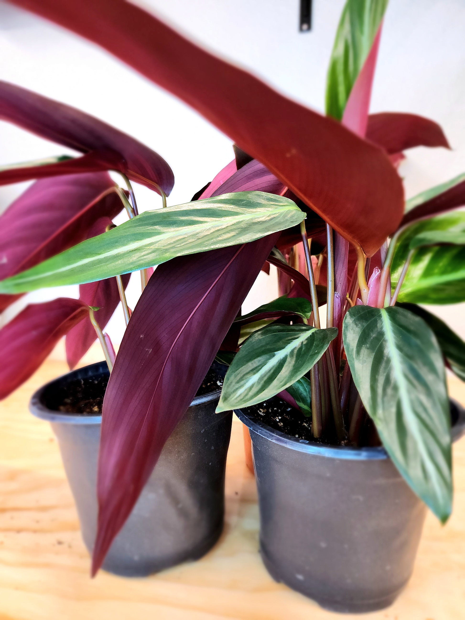Stromanthe Thalia (Wild Form Stromanthe)