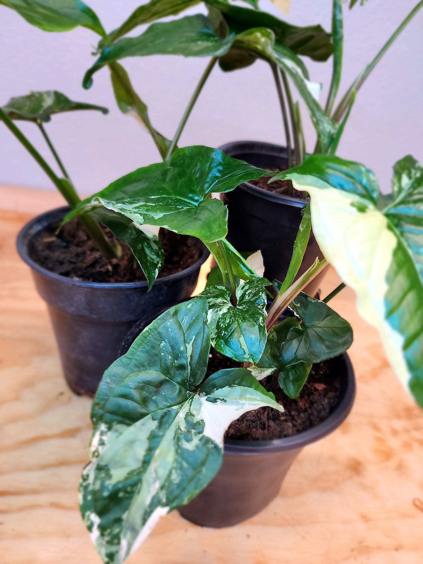 Syngonium podophyllum albo-variegatum (Variegated Arrowhead Vine)
