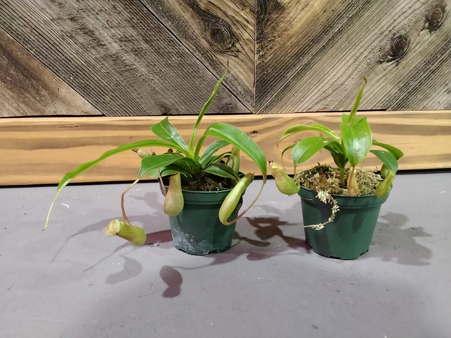 Nepenthes Copelandii (pitcher plant)