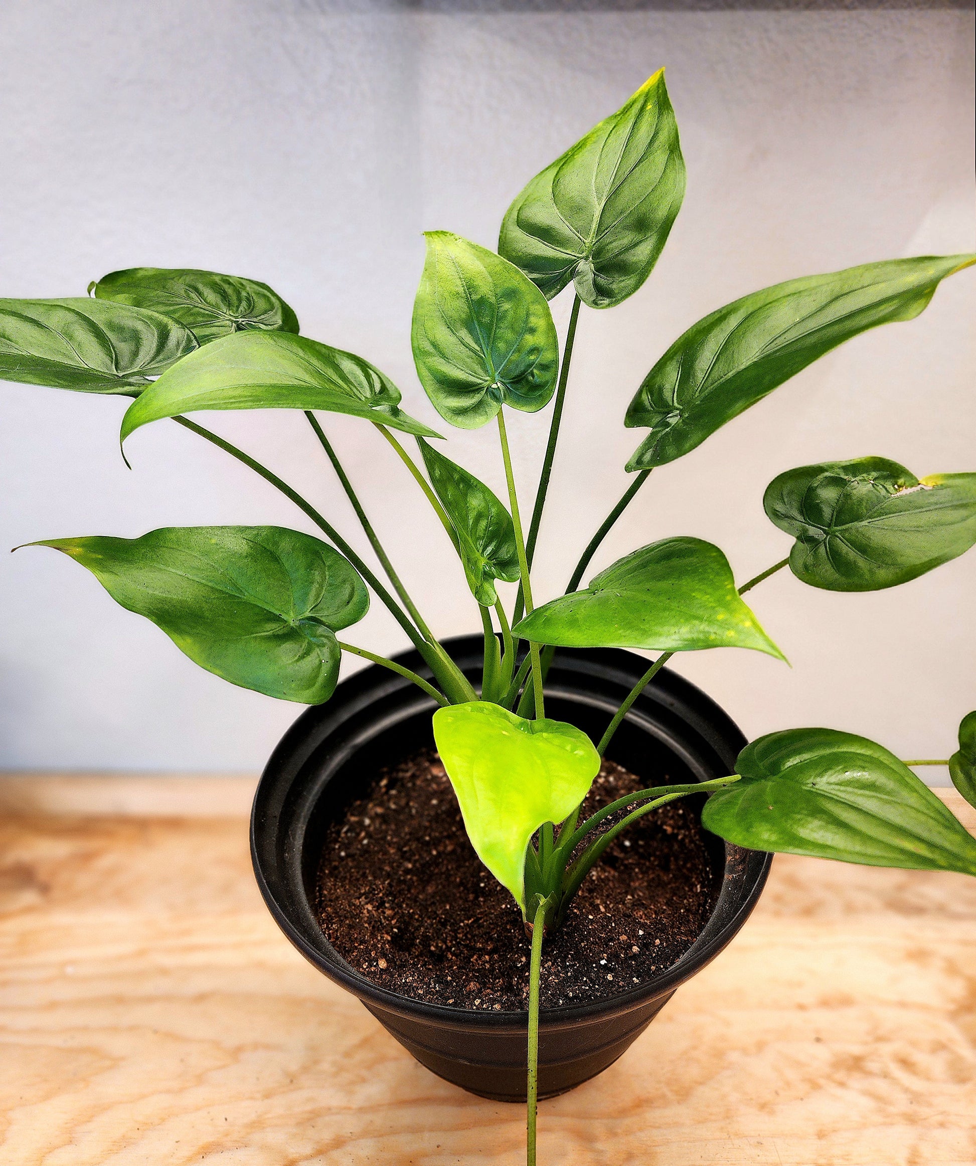 taro house plant Alocasia Cucullata (Chinese Taro Plant)