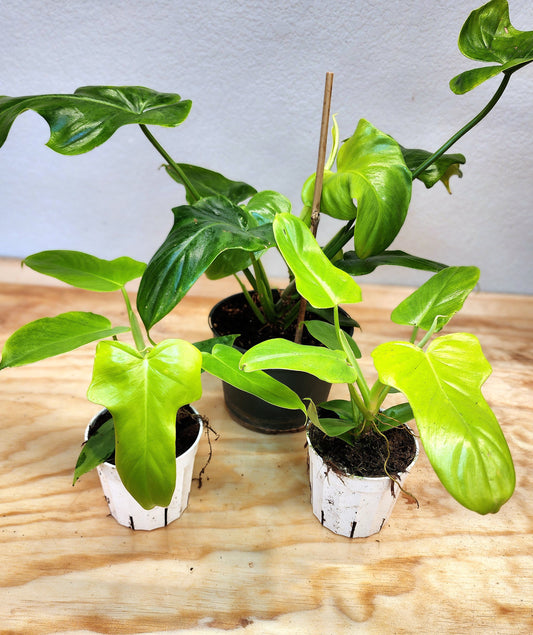 Philodendron Bipennifolium (Golden Violin Philodendron)