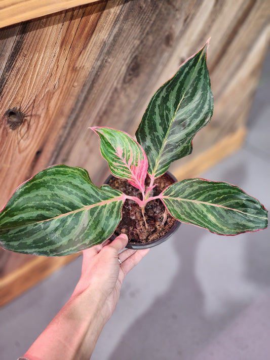 Aglaonema commutatum 'Moonstone Miles' (Moonstone Miles Aglaonema)