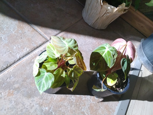 Philodendron Rubrijuvenilum (El Choco Red)