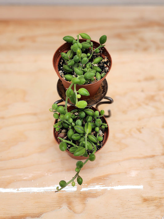 Senecio Herreanus (String of Watermelons)