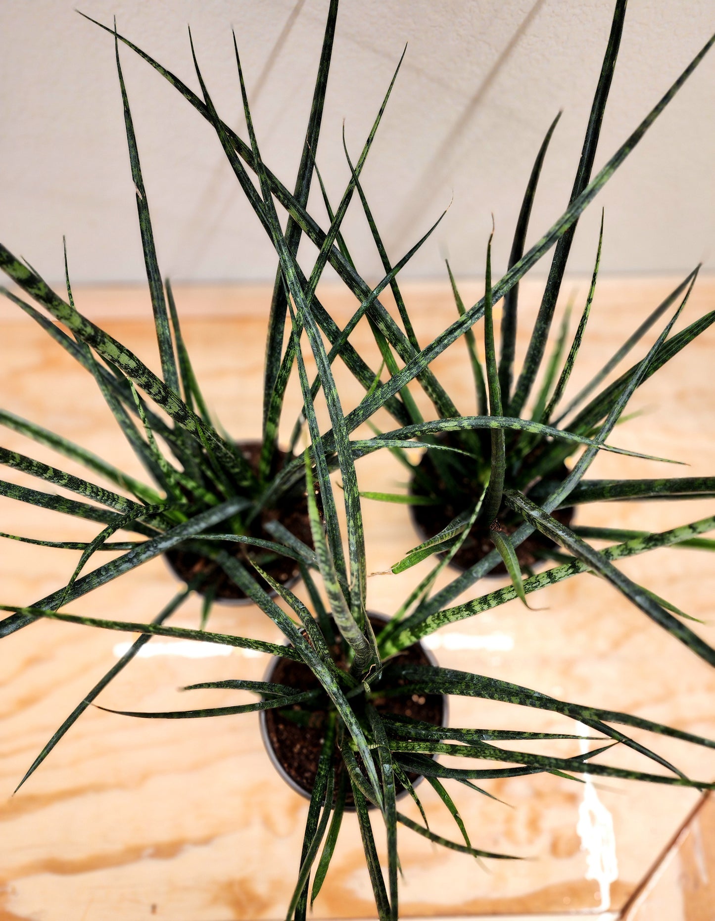 Sanseveria Fernwood Mikado (Fernwood Snake Plant)