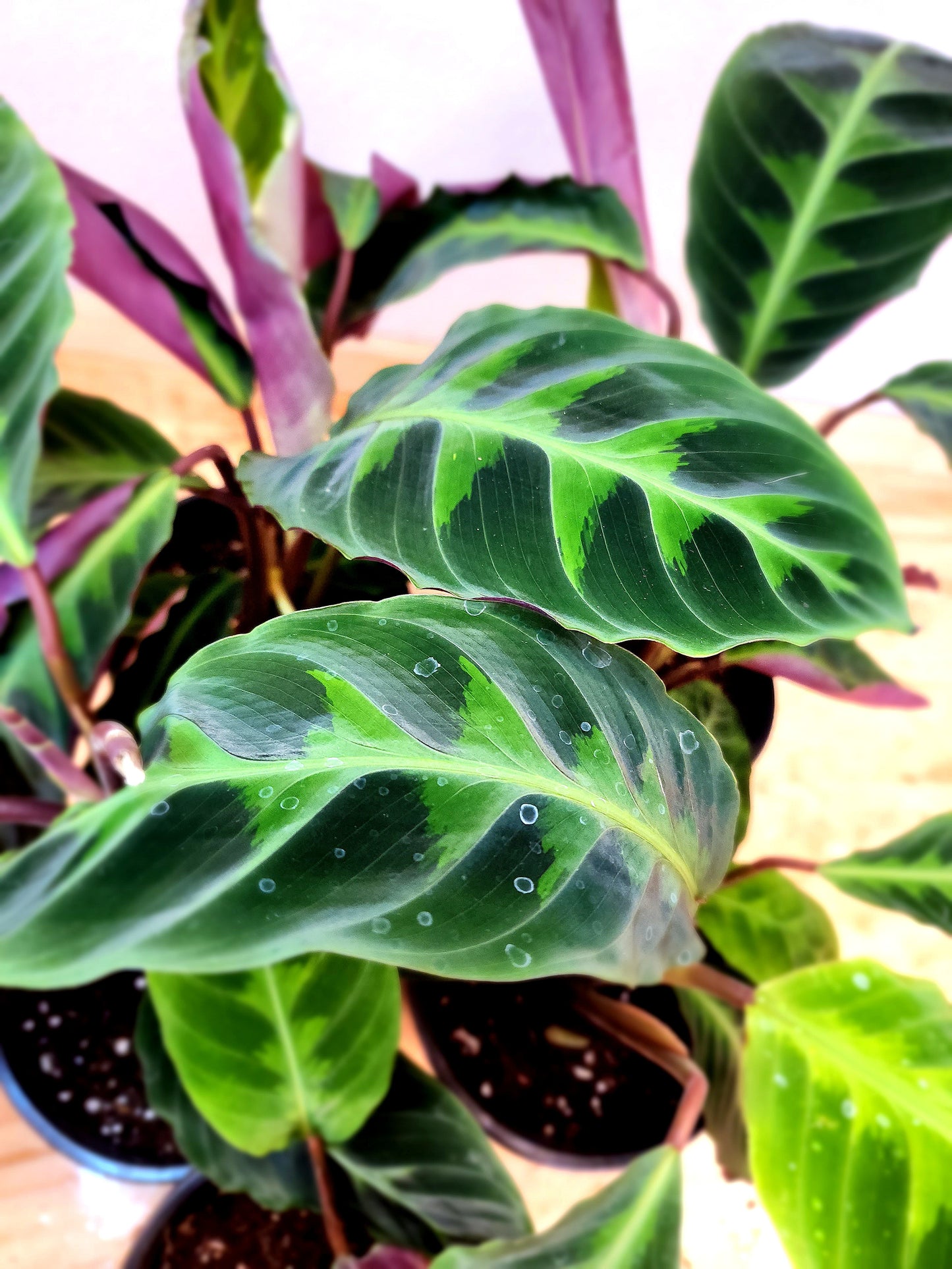 Goeppertia Warszewiczii (Calathea Jungle Velvet)