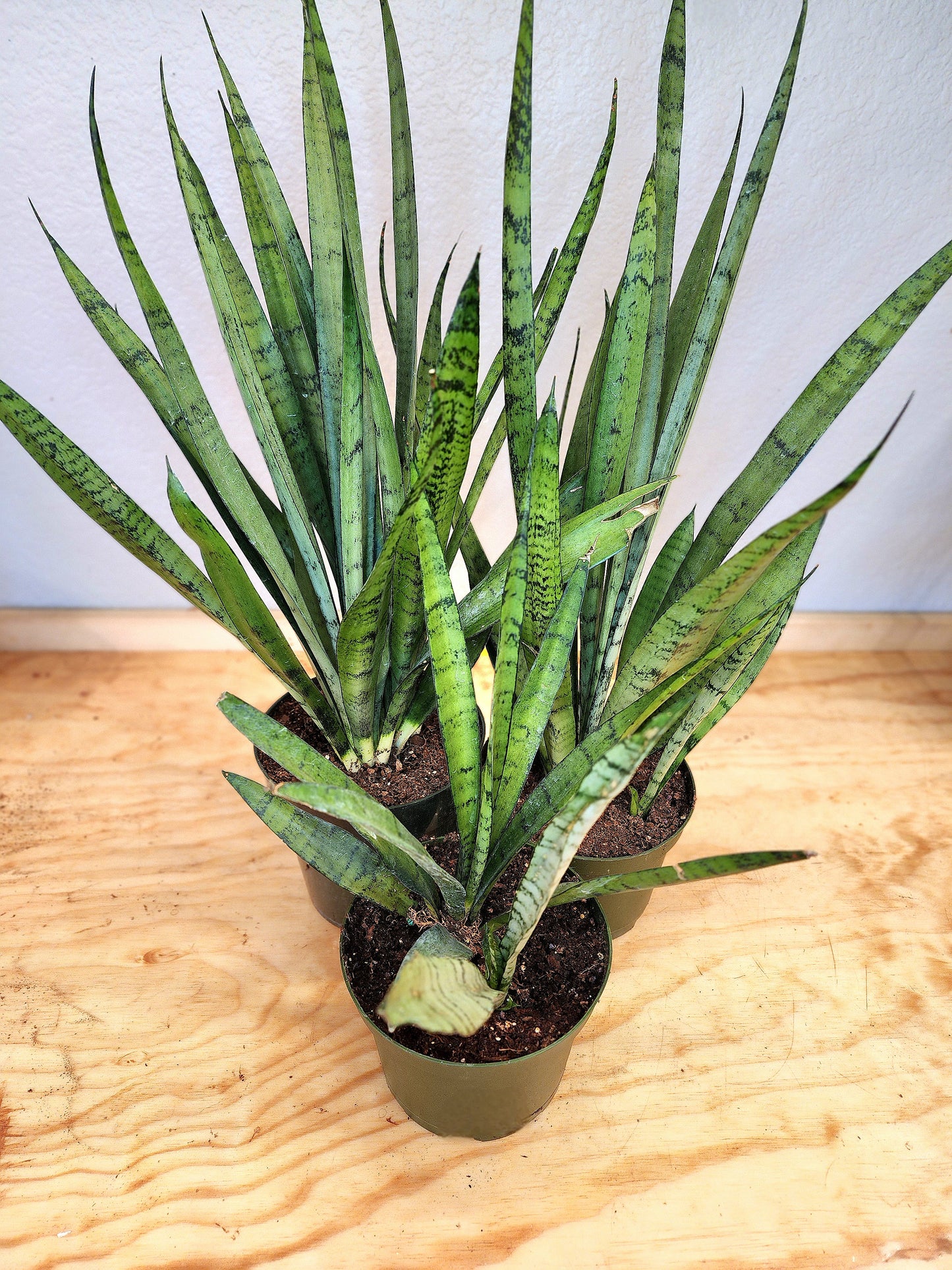 Sansevieria Zeylanica (Bowstring Hemp)