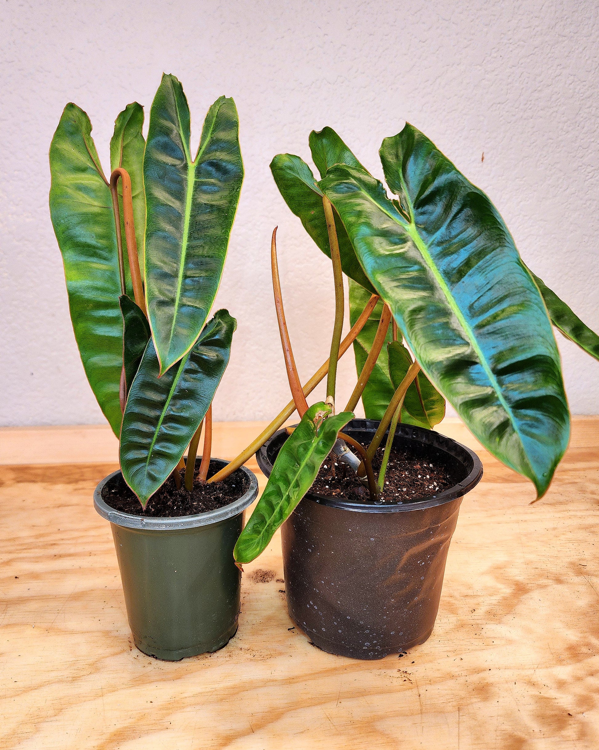 philodendron billietiae green stem Philodendron Billietiae – Nature's Gems