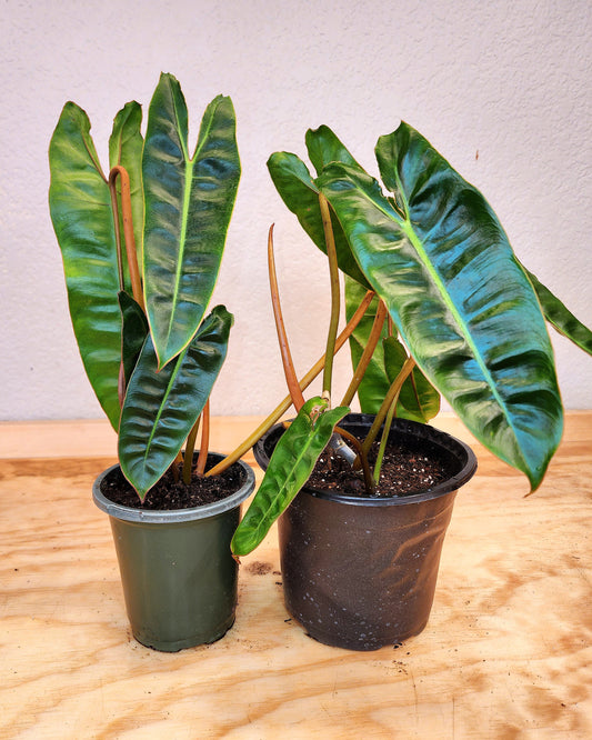 Philodendron Billietiae