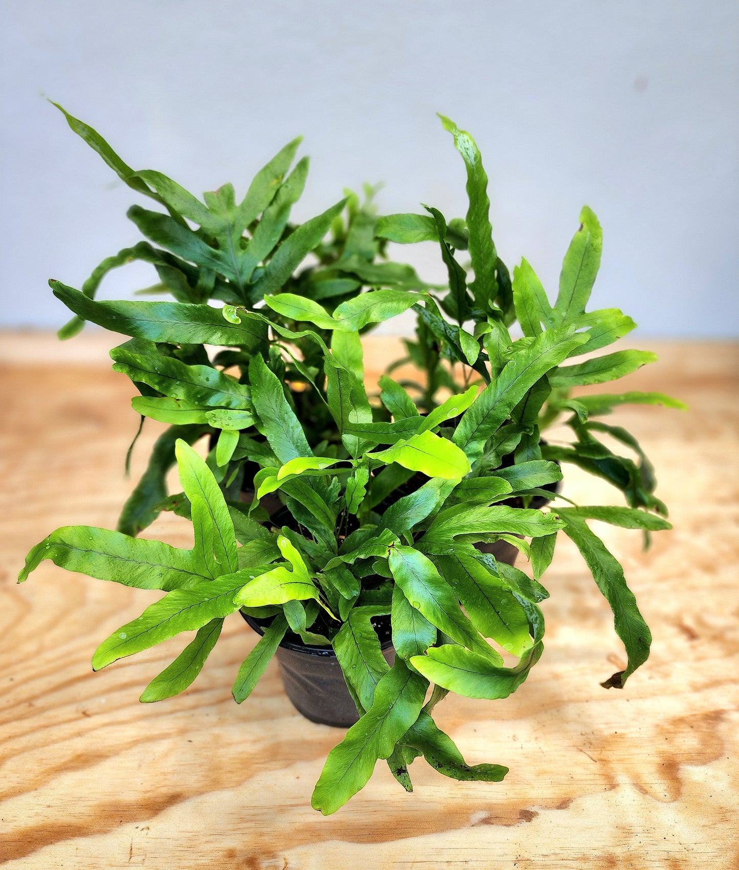 Microsorum Pustulatum (Kangaroo Fern)