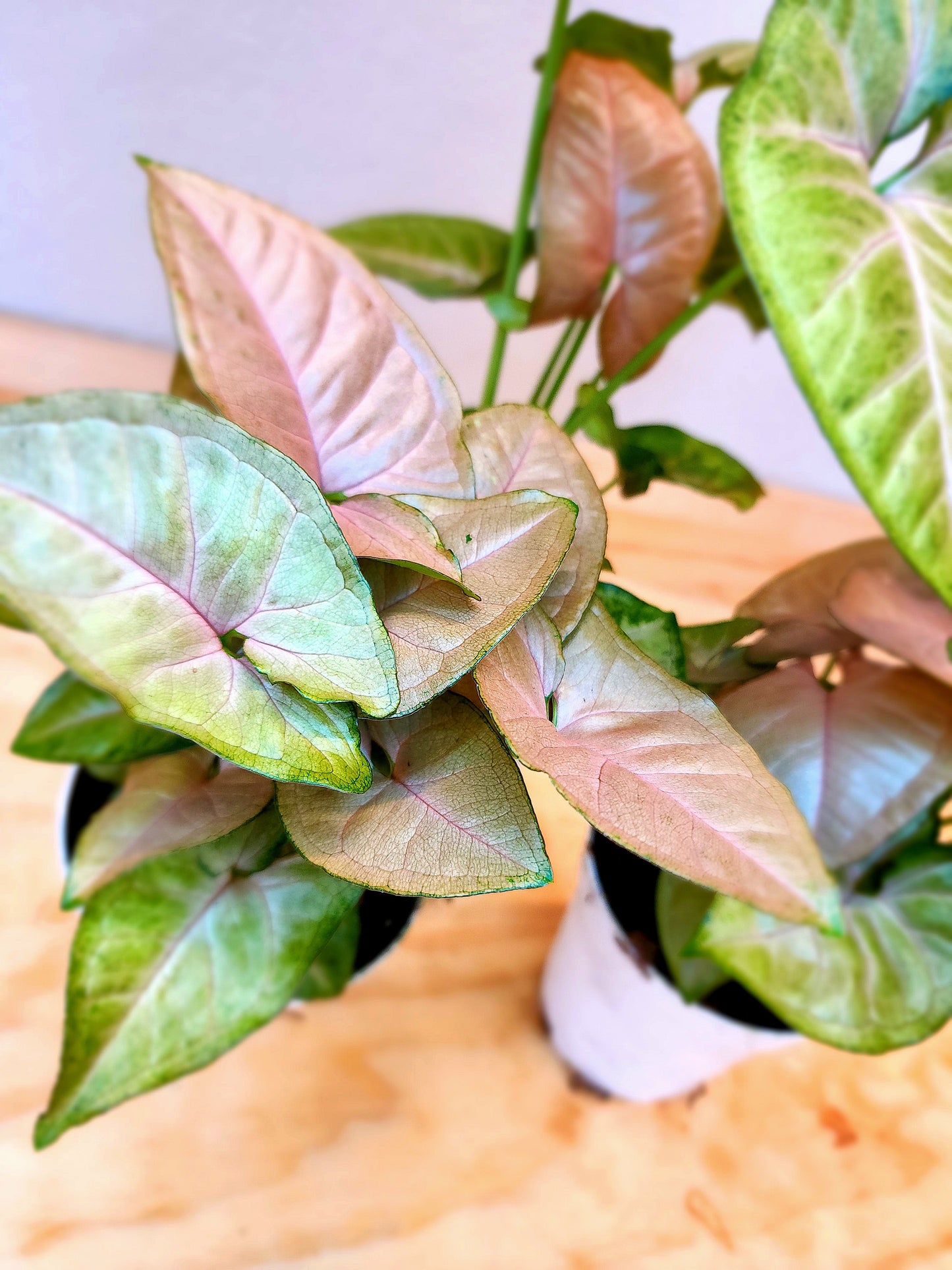Syngonium Podophyllum/Neon Robusta (Pink Arrowhead Plant)