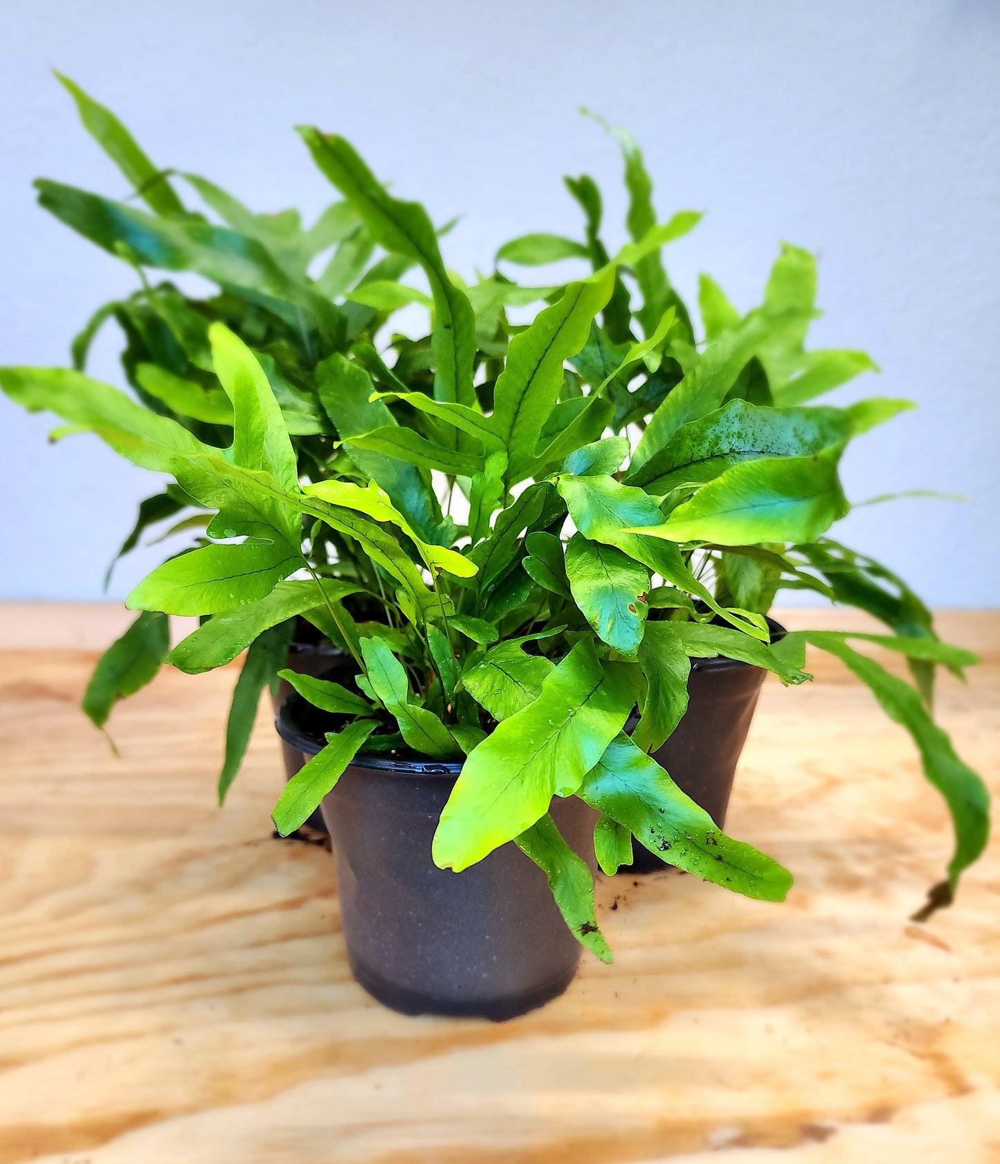 Microsorum Pustulatum (Kangaroo Fern)