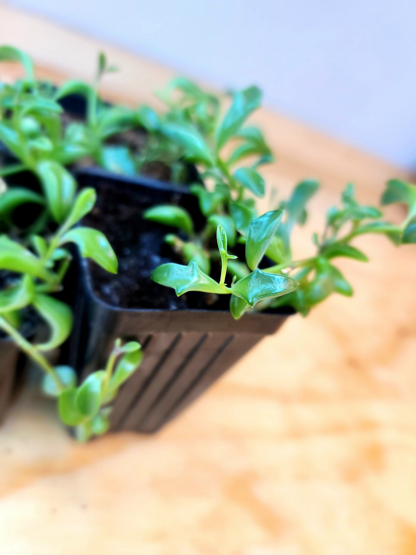 Senecio Curio x Peregrinus (String of Dolphins)