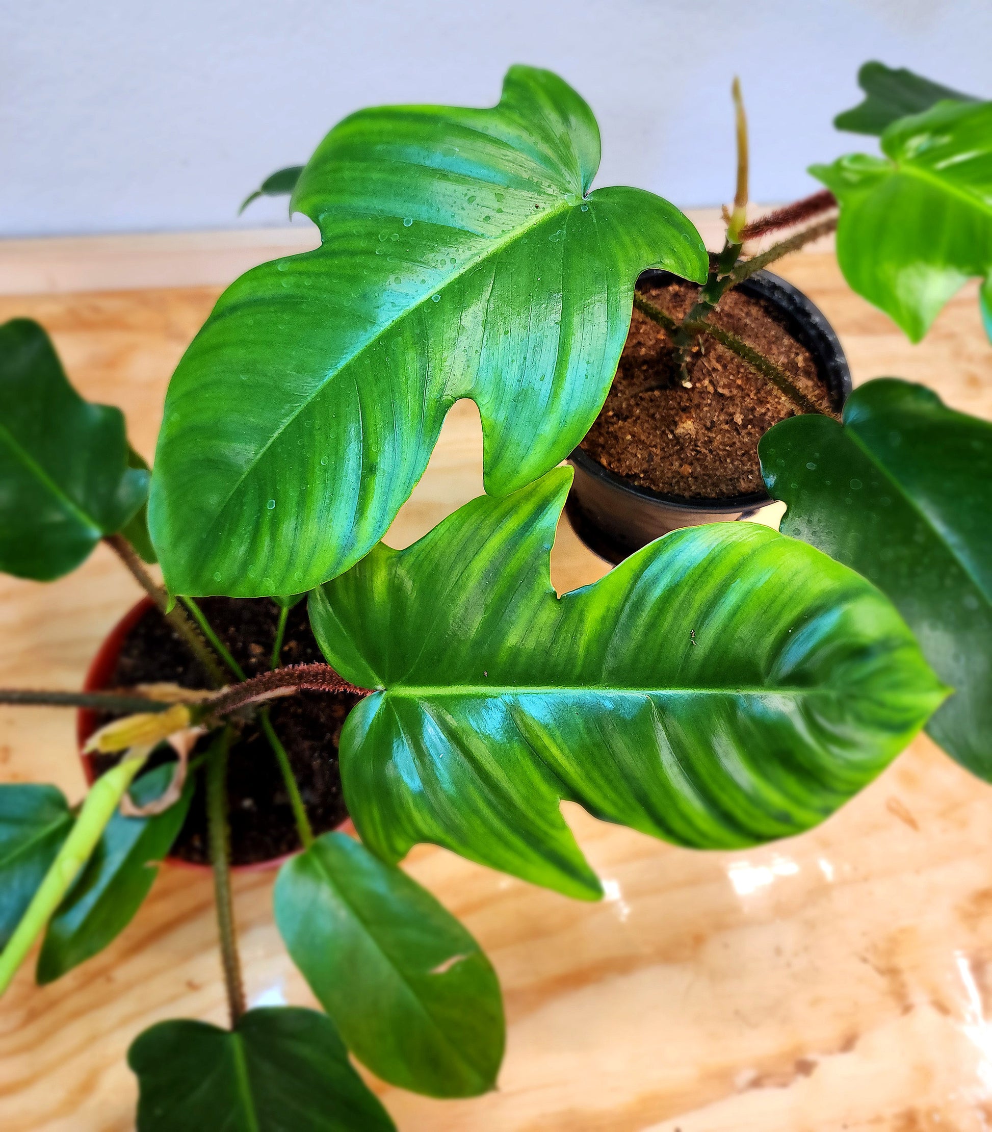 philodendron squamiferum other name Philodendron Squamiferum – Nature's Gems