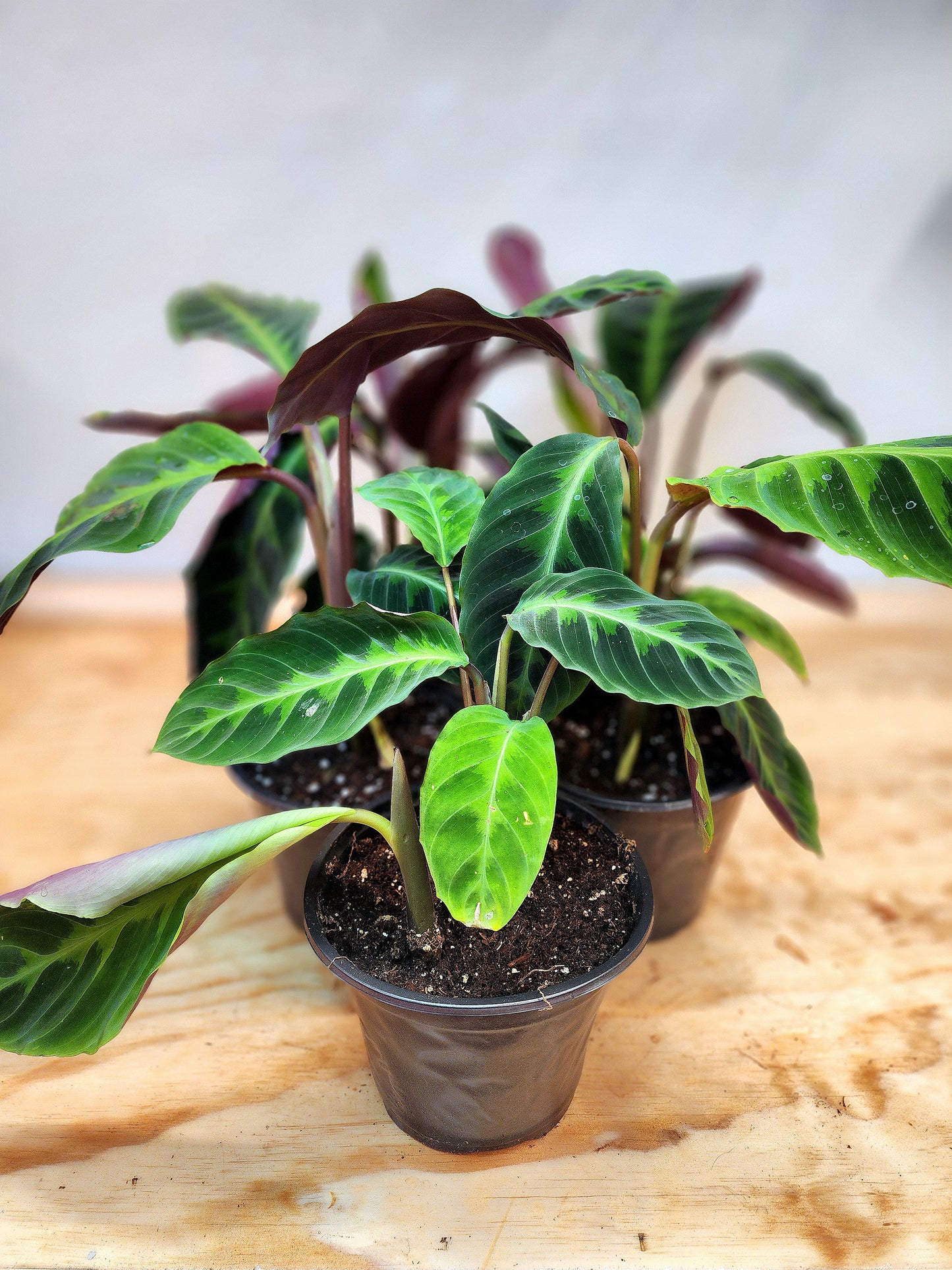 Goeppertia Warszewiczii (Calathea Jungle Velvet)