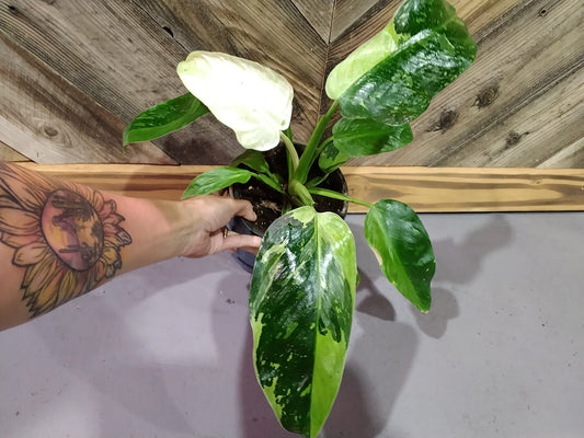 Philodendron 'Jose Buono'