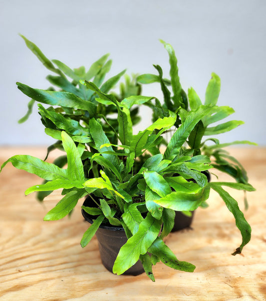 Microsorum Pustulatum (Kangaroo Fern)