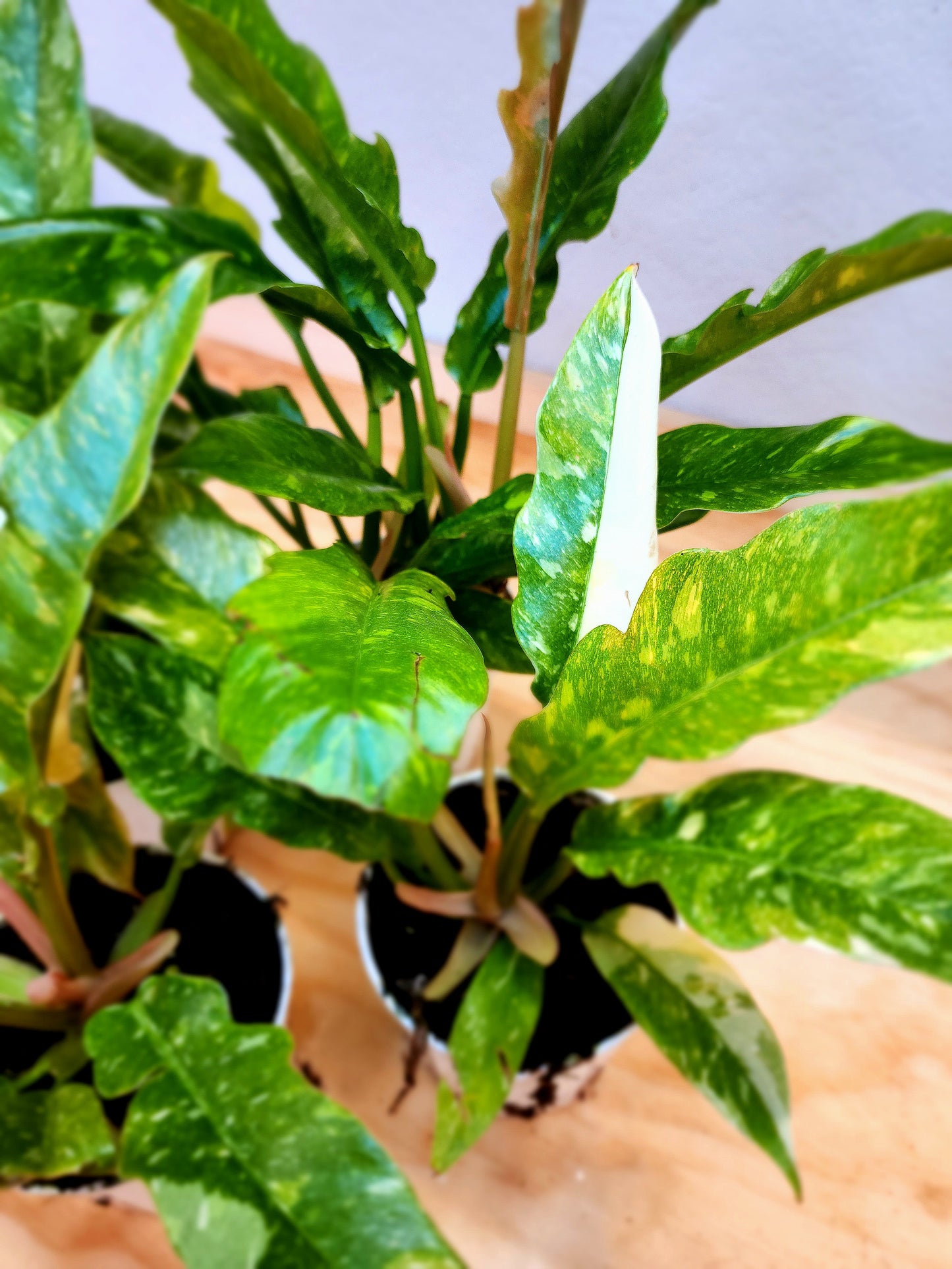 Philodendron Wendlandii x P. Tortum (Ring of Fire)