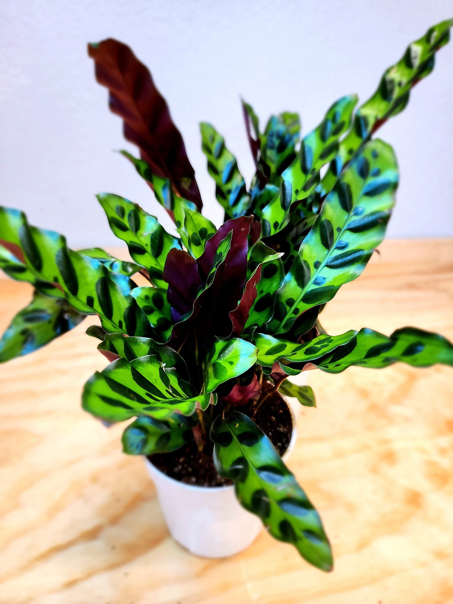 Goeppertia Insignis (Rattlesnake Plant)
