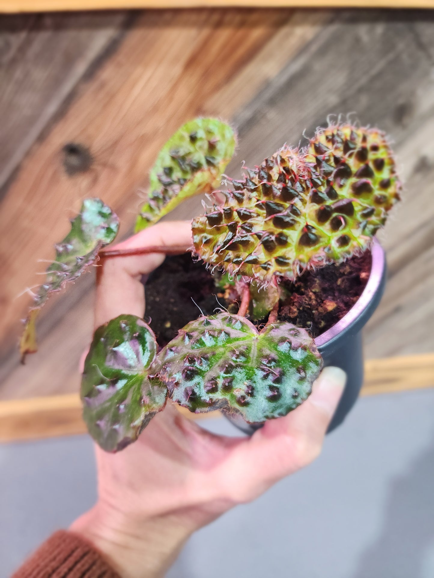 Begonia Ferox 'Fierce Begonia'