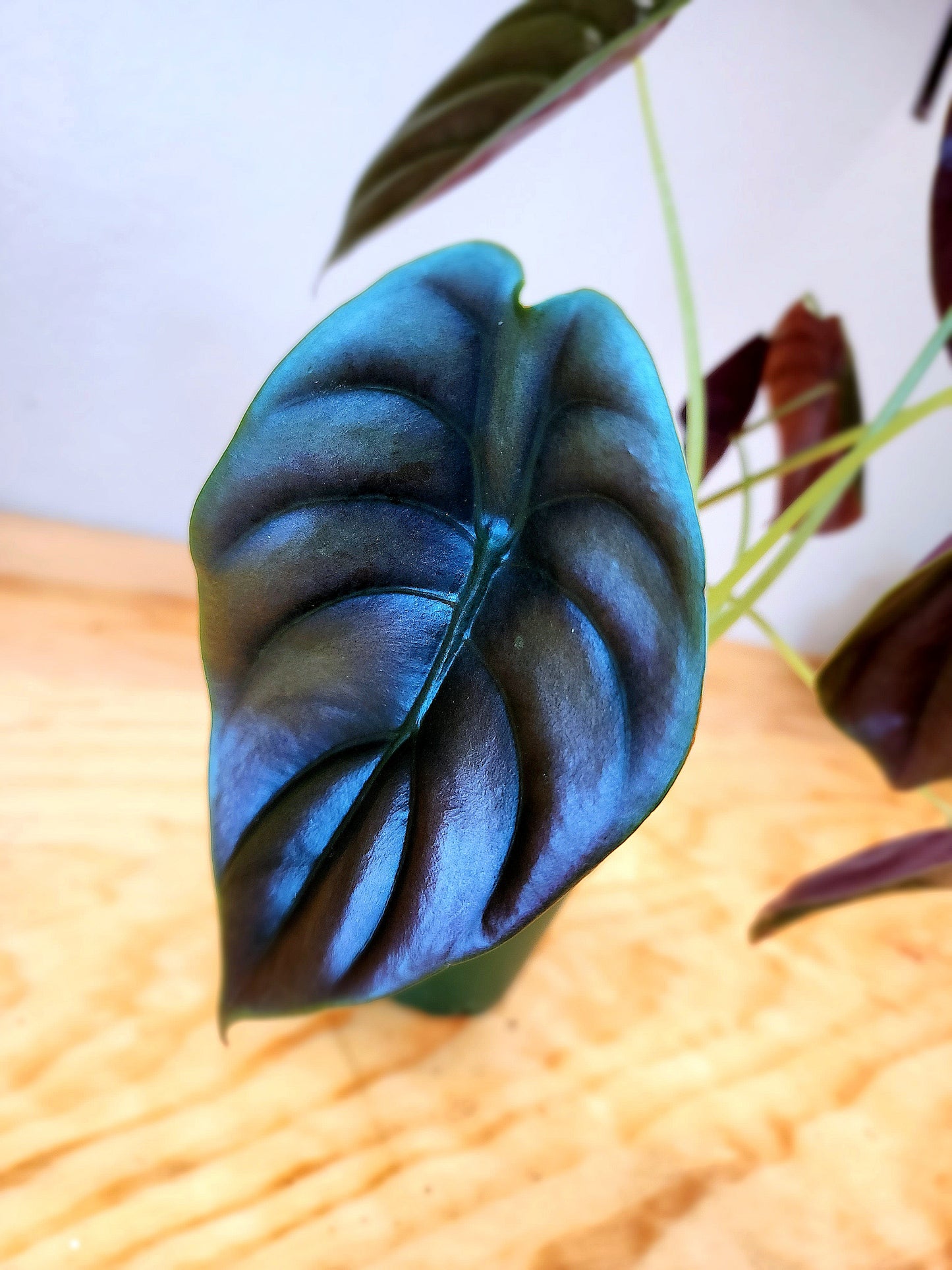 Alocasia Cupria