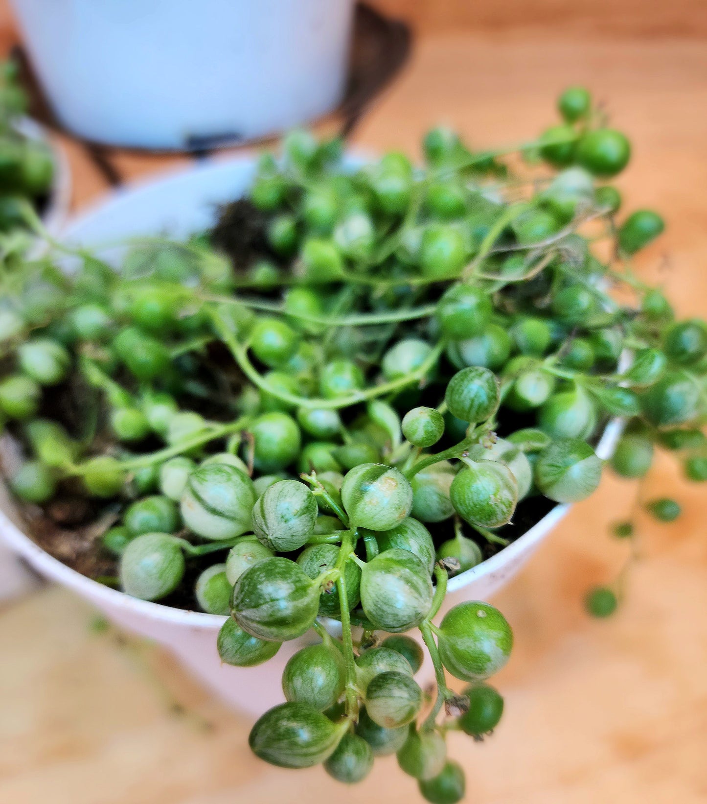 Curio Rowleyanus f. Variegatus (Variegated String of Pearls)