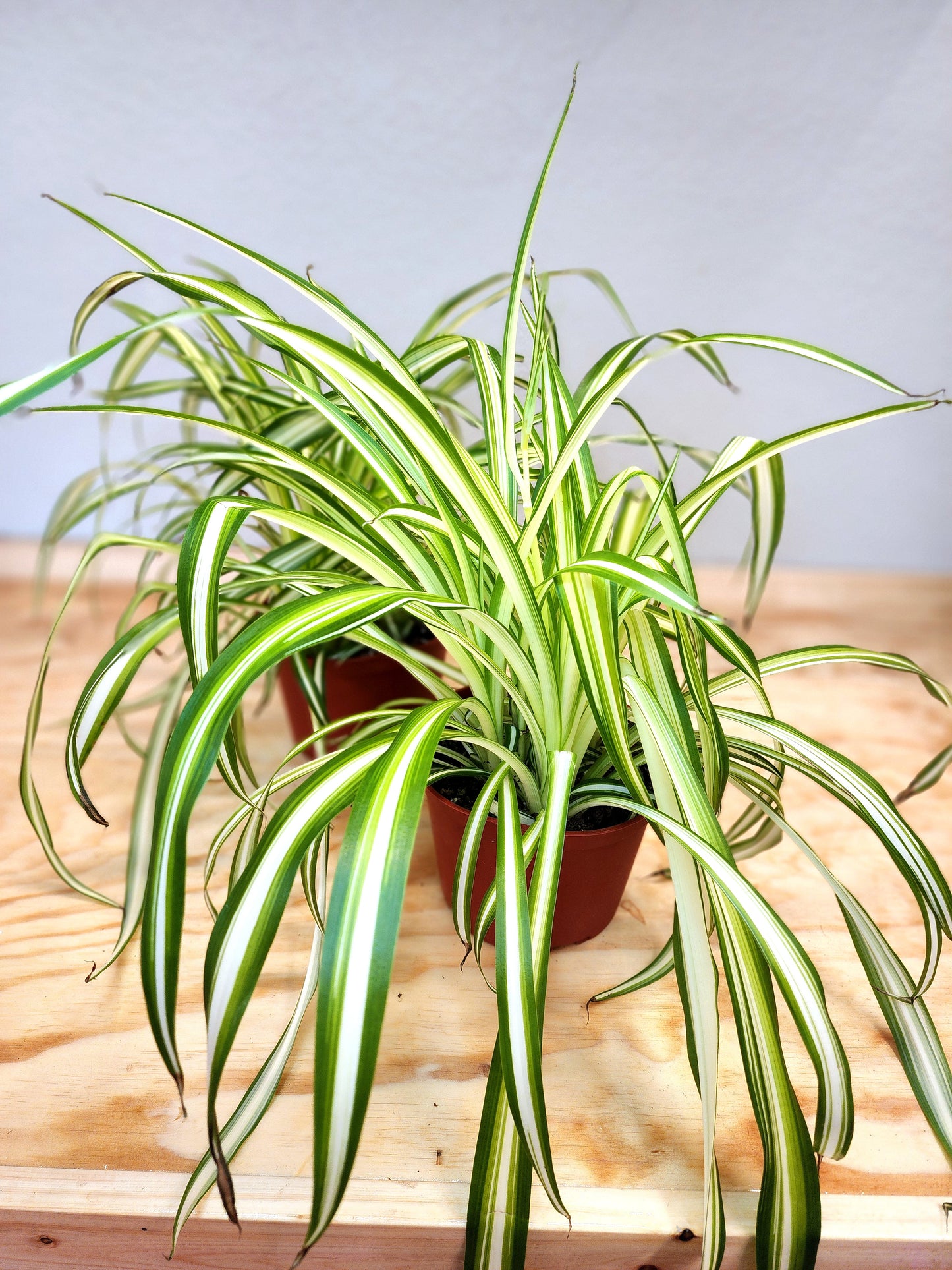 Spider Plant