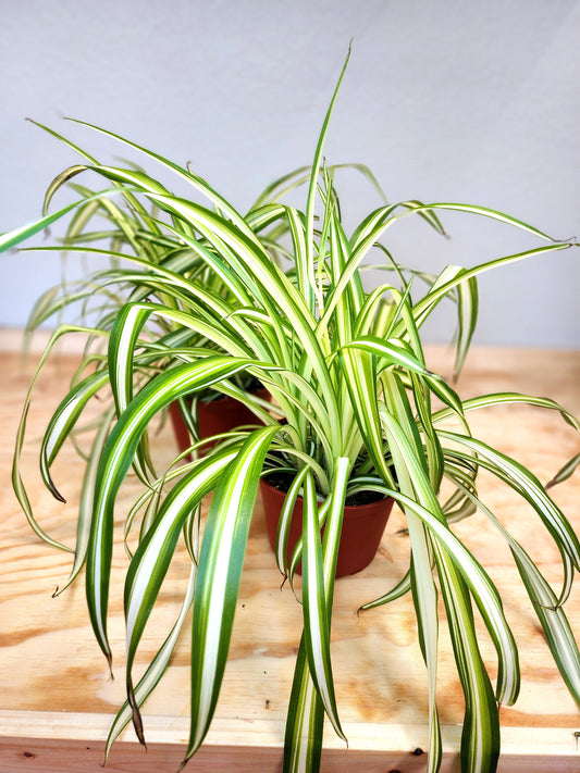 Spider Plant