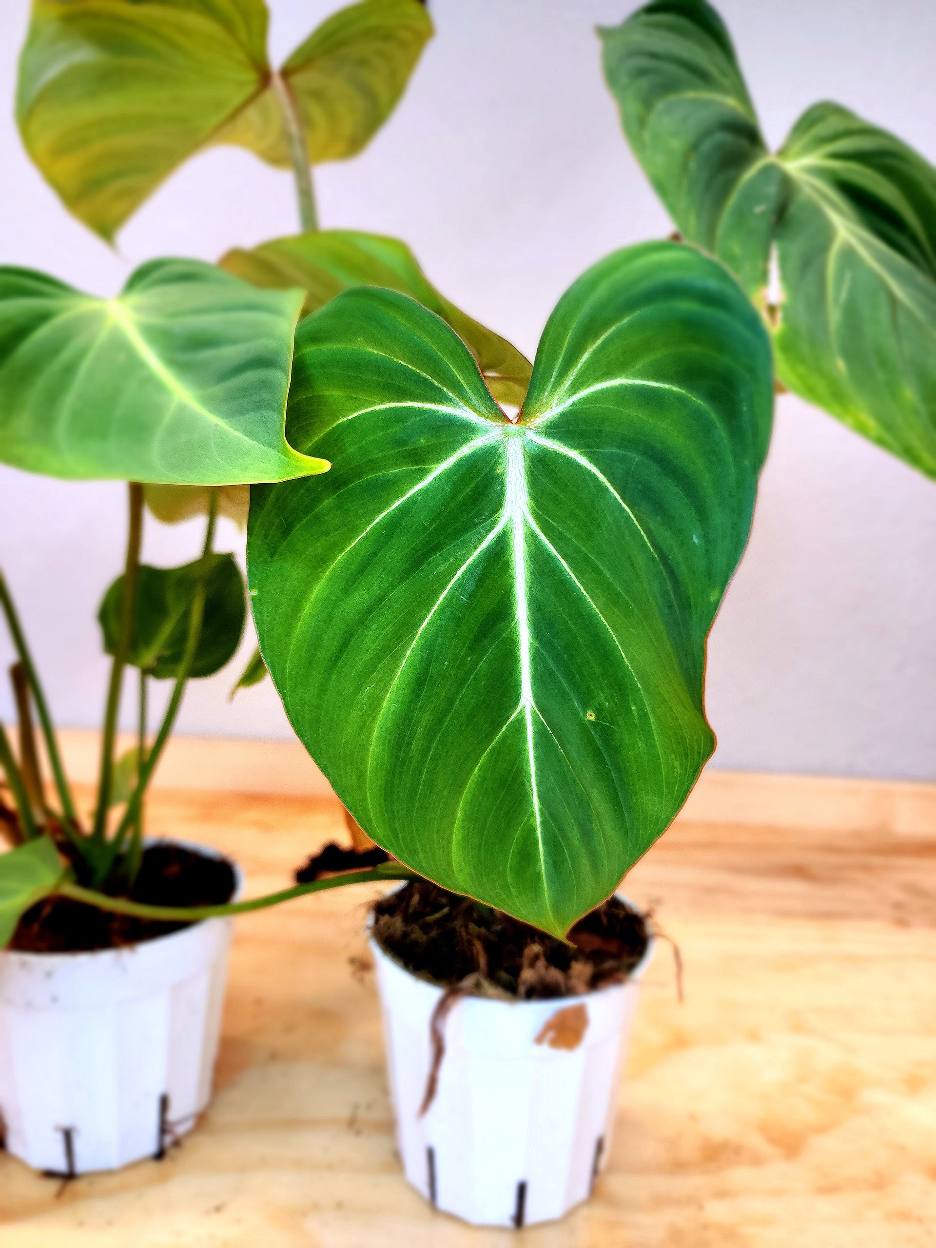 Philodendron Gloriosum (Creeping Velvet Philodendron) – Nature's Gems