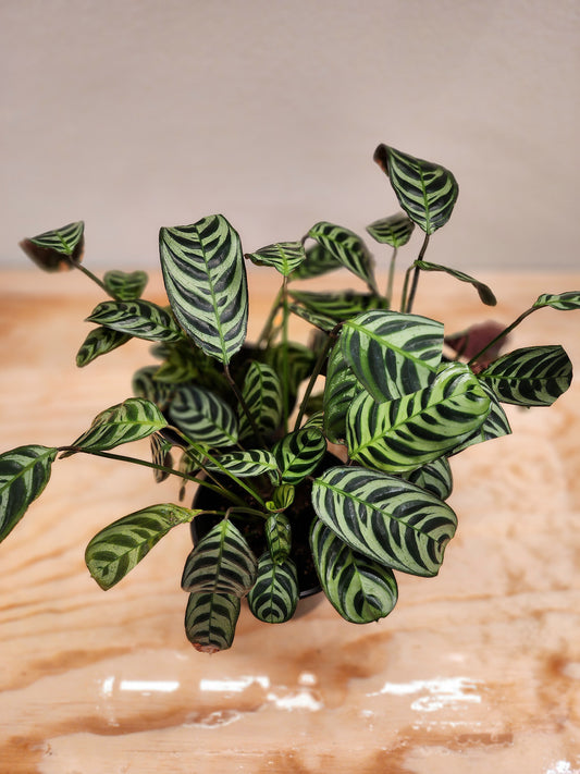 Ctenanthe Burle Marxii (Fishbone Prayer Plant)