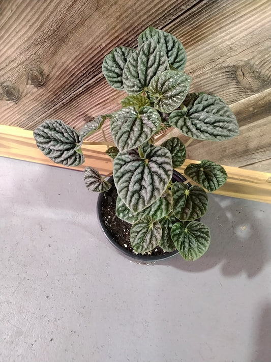Peperomia Caperata 'Silver Ripple'