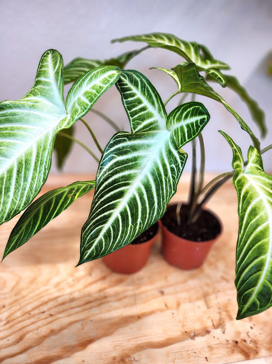 Phyllotaenium Lindenii (Angel's Wing)