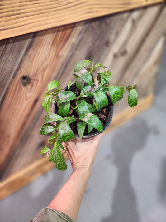 Aeschynanthus Longicaulis (Black Pagoda Lipstick Plant)