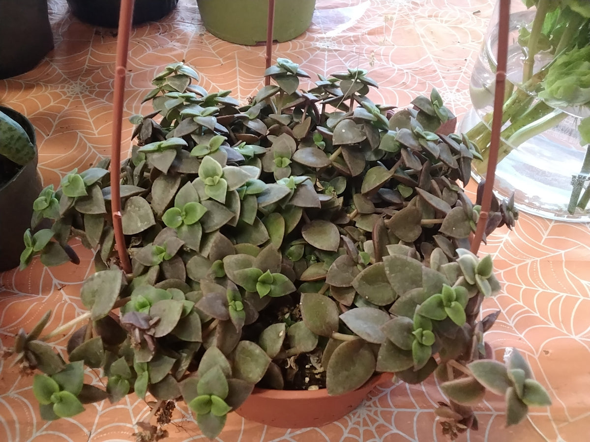 Crassula Marginalis (Calico Kitten Plant)