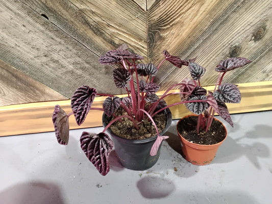 Pepperomia 'Luna Red'