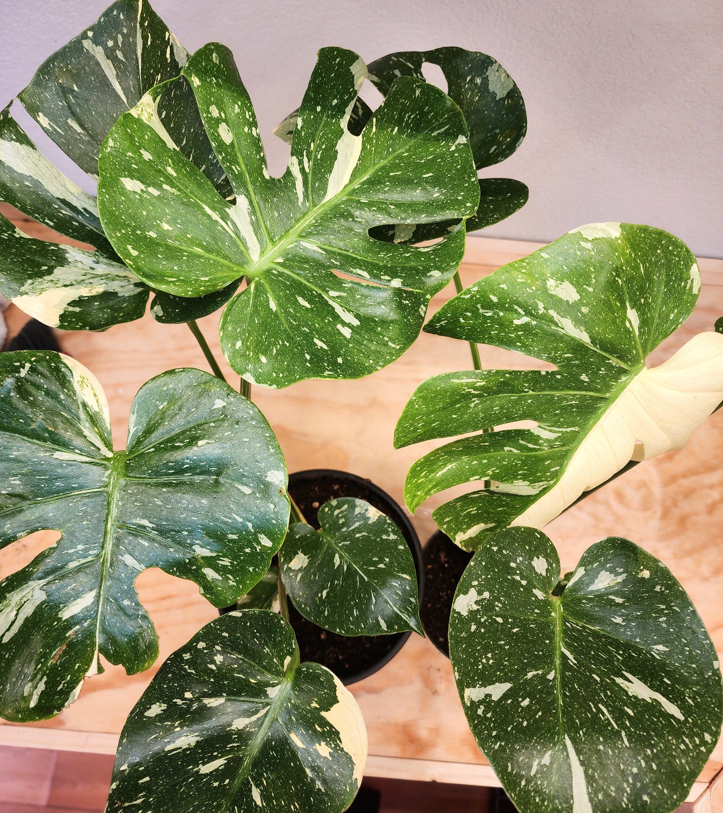 Monstera Deliciosa 'Thai Constellation' (Thai Con Monstera)