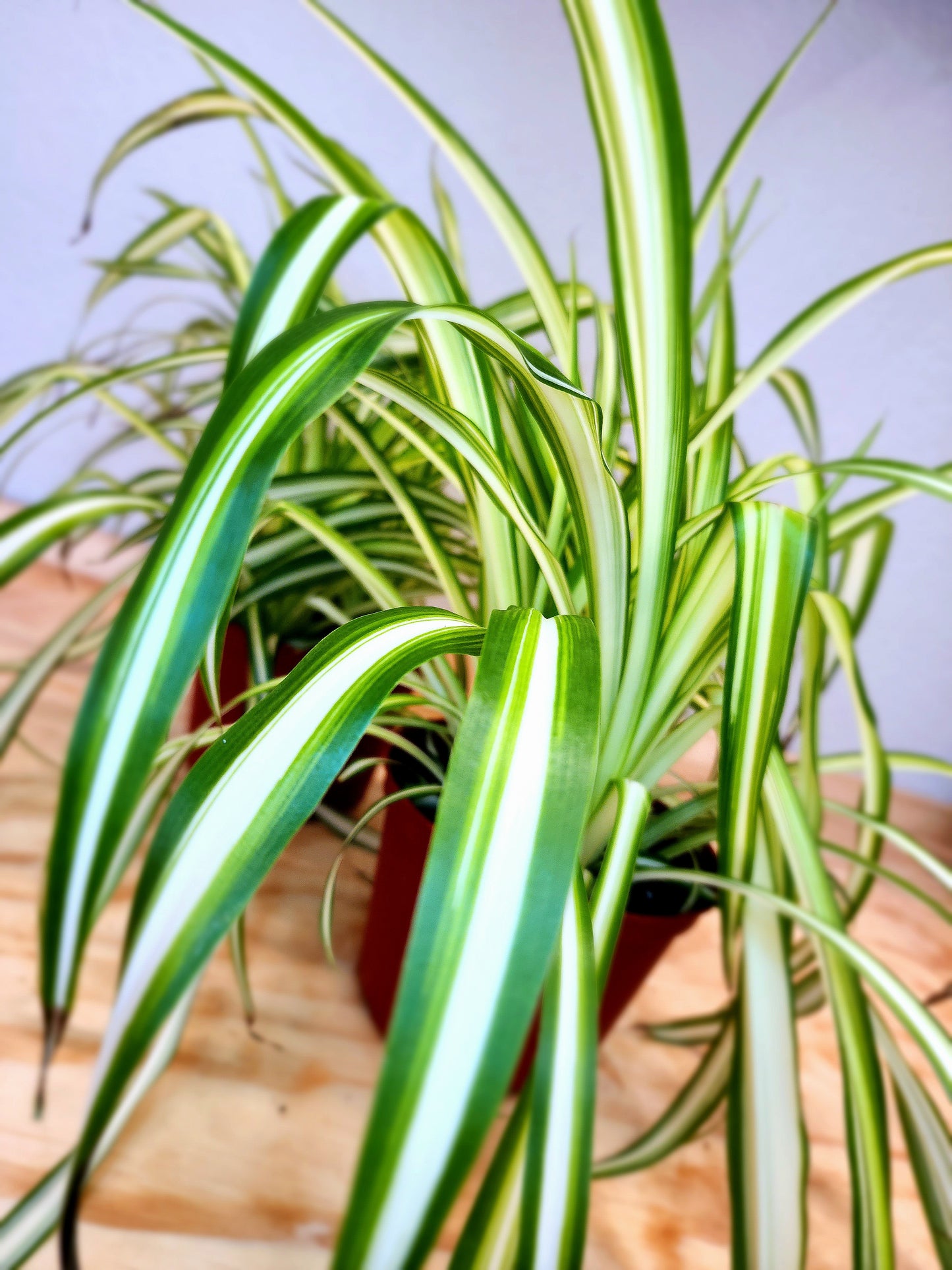 Spider Plant