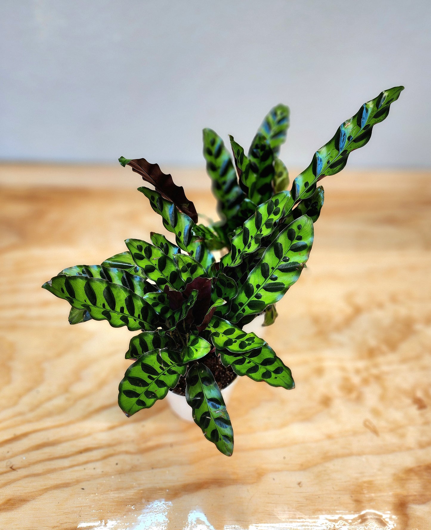 Goeppertia Insignis (Rattlesnake Plant)