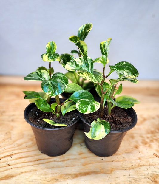 Peperomia Obtusifolia Marble (Marble Baby Rubber Plant)