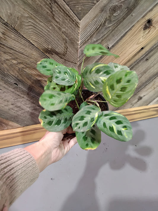 Maranta Leuconeura 'Beauty Kim' (Variegated green prayer plant)